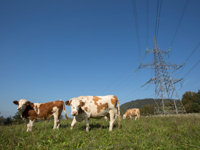 Agri-Waste Technology - Cows Grazing