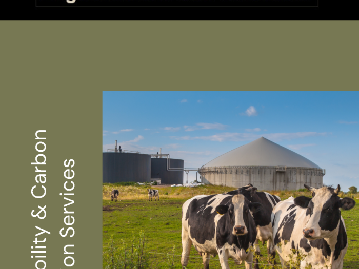Cows in front of digester for carbon verification services