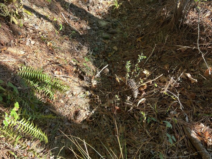 Not every stream looks like one. This "ditch" turned out to be an intermittent stream.