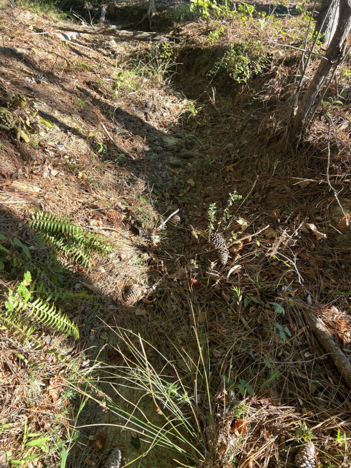 Not every stream looks like one. This "ditch" turned out to be an intermittent stream.